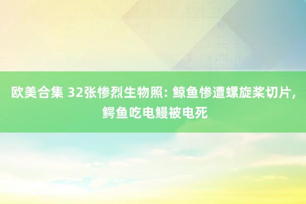 欧美合集 32张惨烈生物照: 鲸鱼惨遭螺旋桨切片， 鳄鱼吃电鳗被电死